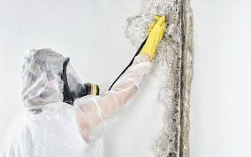 Best Water Damage & Mold Remediation  in Talty, TX